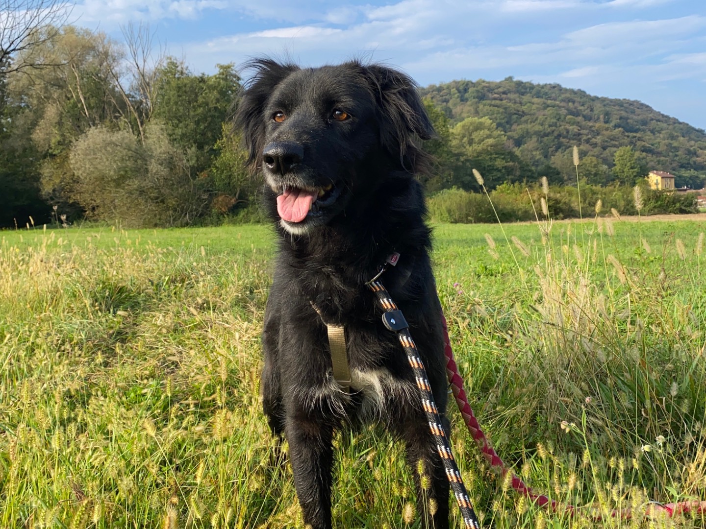 Adozione cane, femmina, Razza sconosciuta Razza sconosciuta, 1 anno e 2 mesi, taglia media, Varese