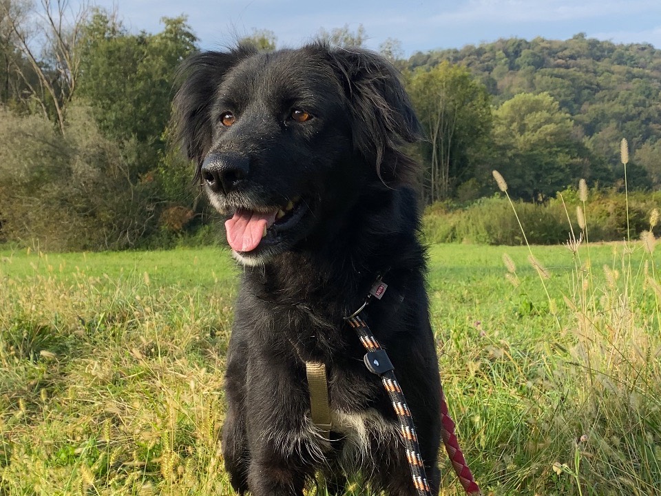 Adotta un cane, femmina, 1 anno e 2 mesi, Varese