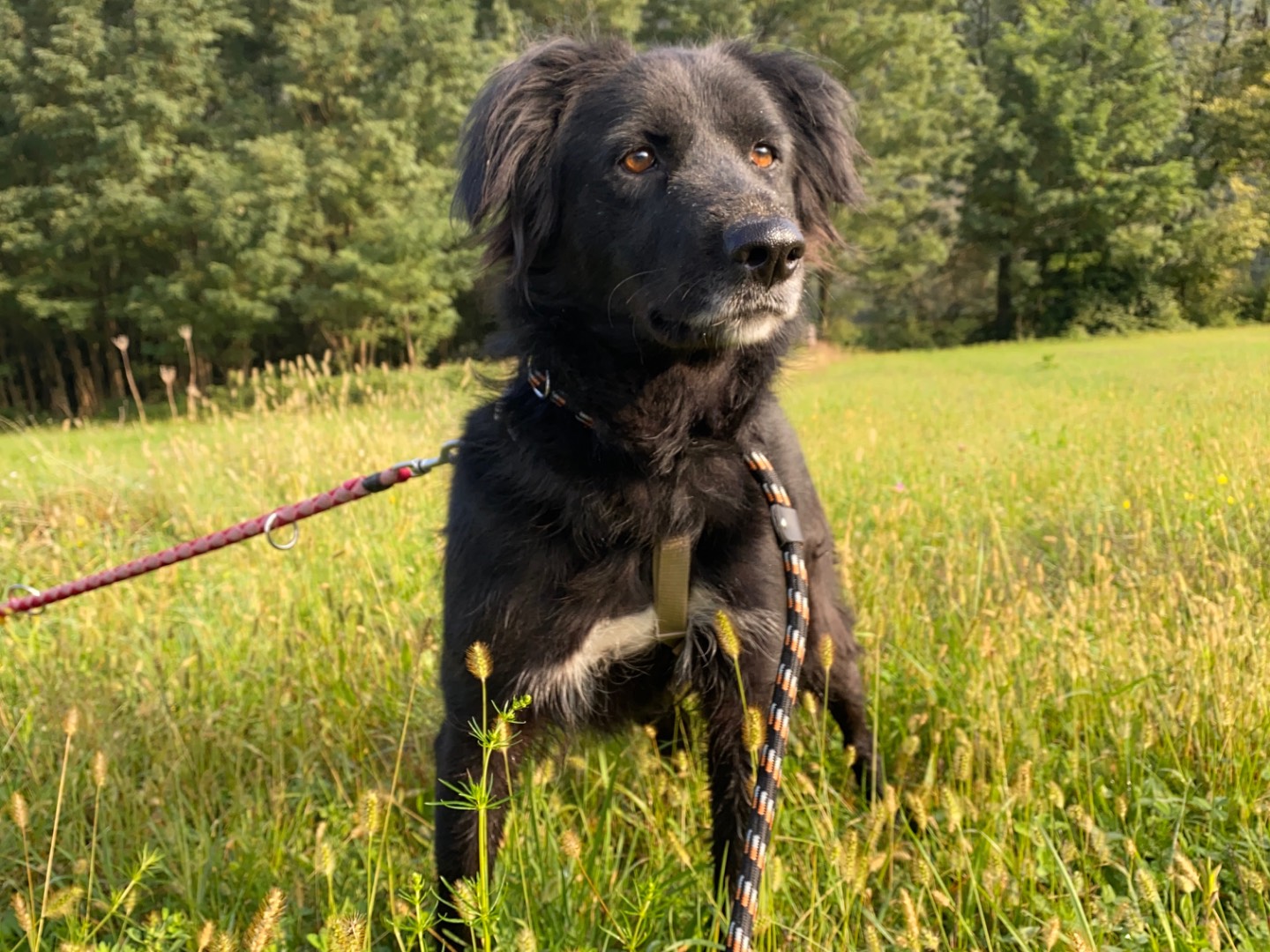 Adotta un cane, taglia media, femmina, Varese