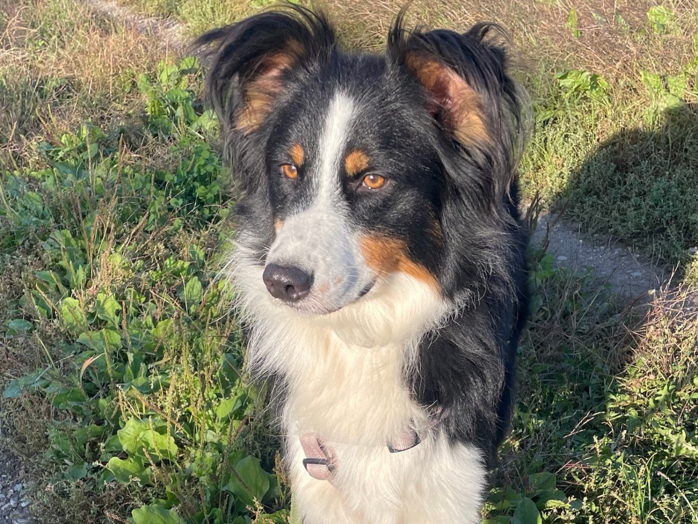 Adozione cane, maschio, Razza sconosciuta Razza sconosciuta, 1 anno, taglia media, Milano
