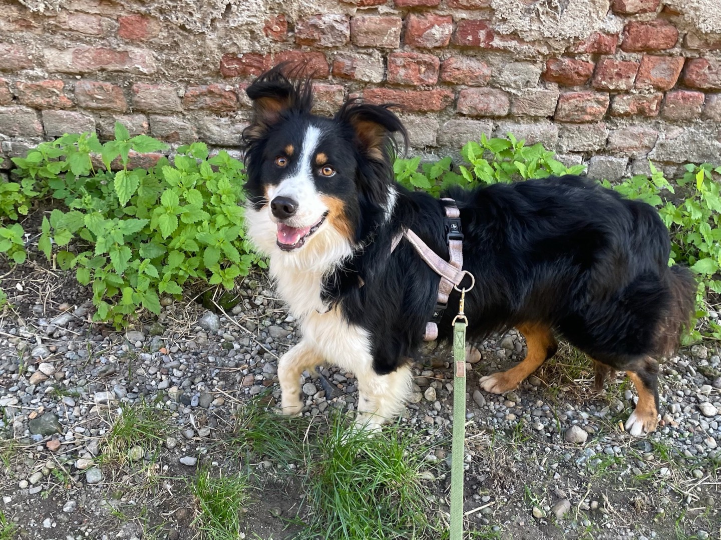Adotta un cane, maschio, 1 anno, Milano