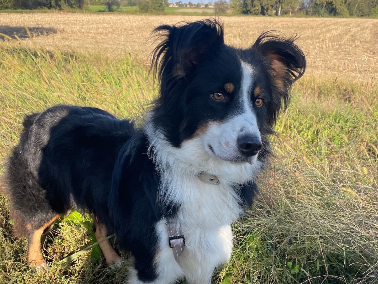 Vuoi adottare un cane a Milano?