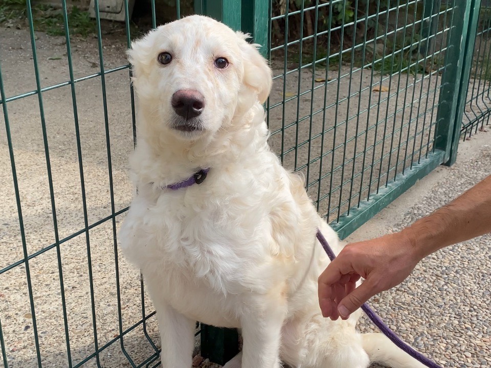 Vuoi adottare un cane a Varese?