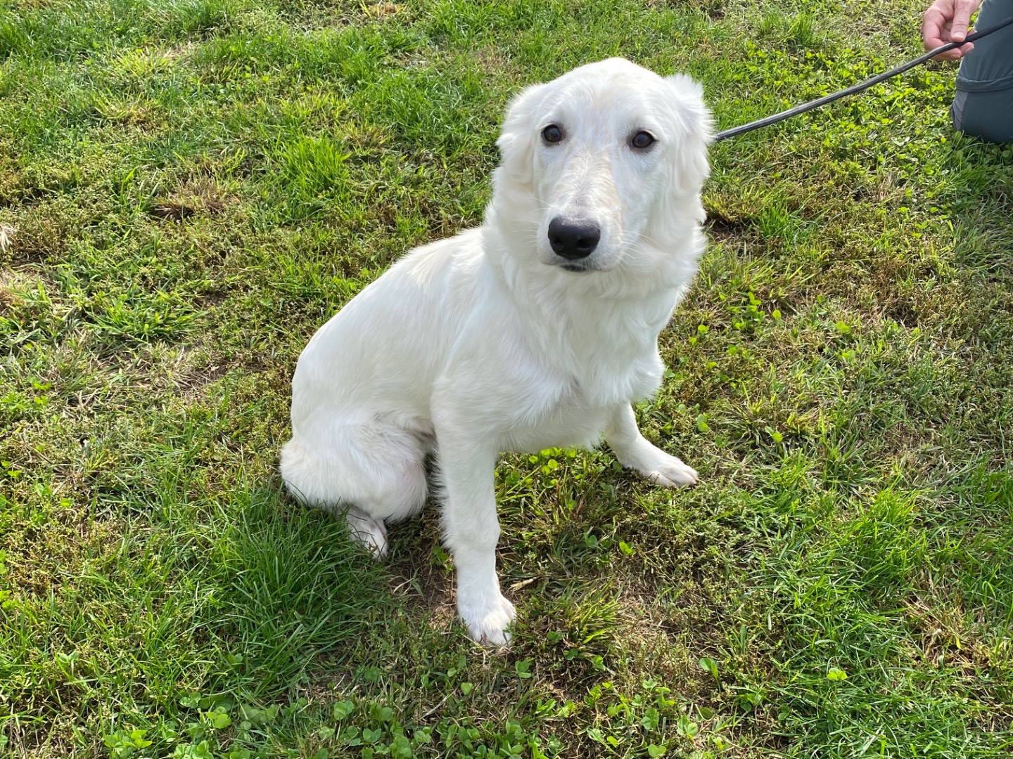 Adotta il cane Mario e Tosca a Varese