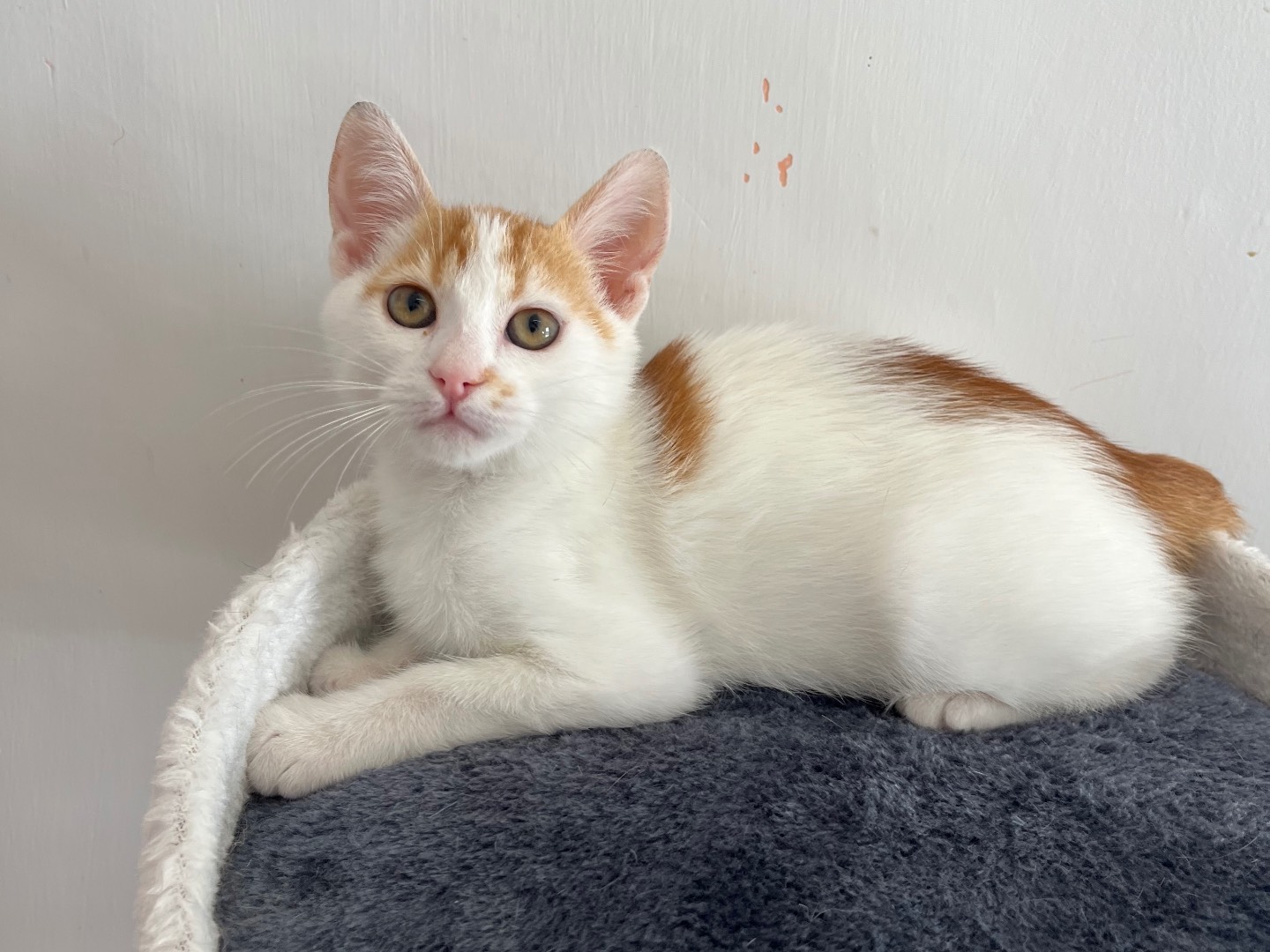 Vuoi adottare un gatto a Potenza?