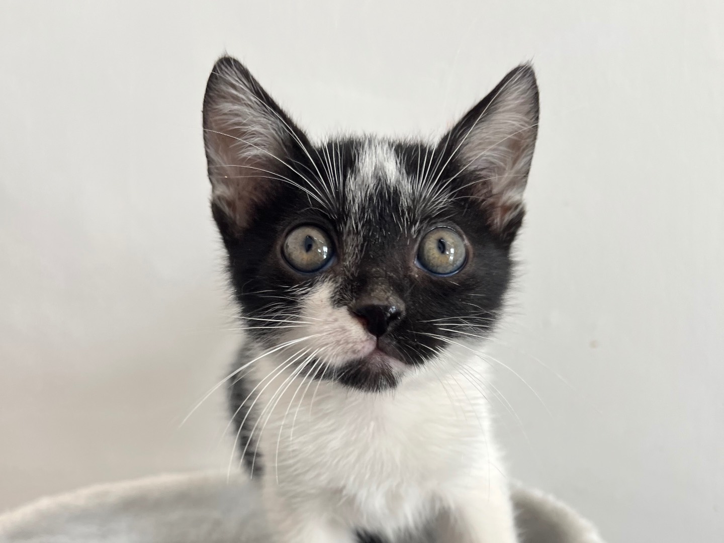 Adozione gatto, maschio, Razza sconosciuta Razza sconosciuta, 2 mesi, taglia non valida, Potenza
