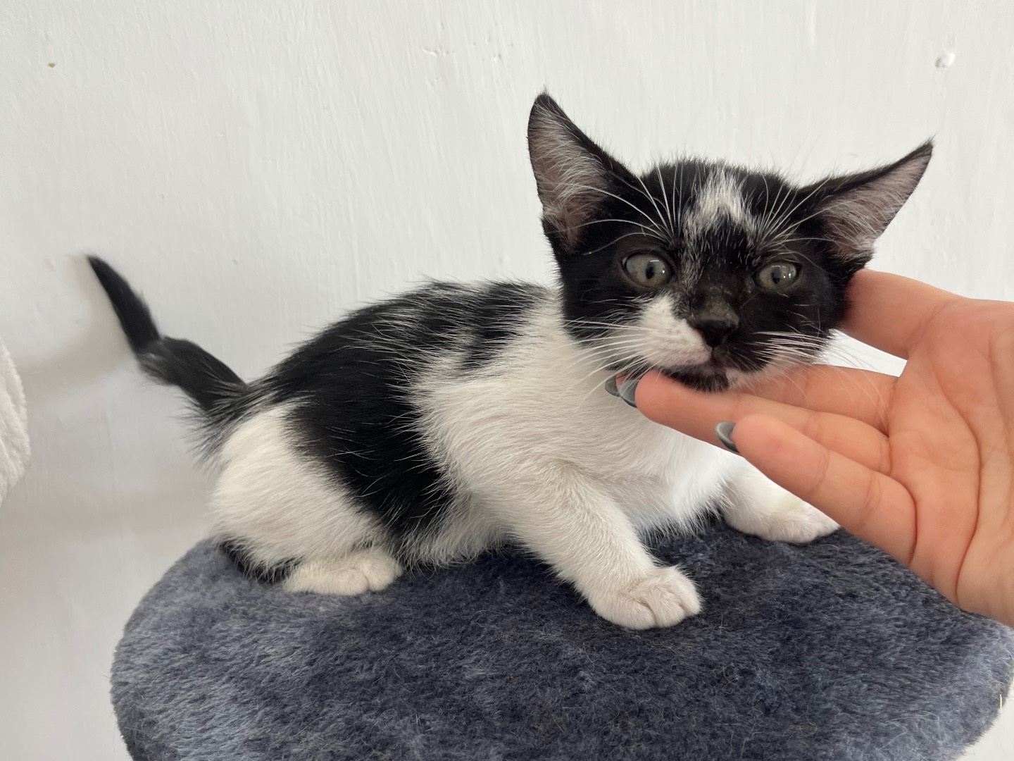 Adotta un gatto, maschio, 2 mesi, Potenza