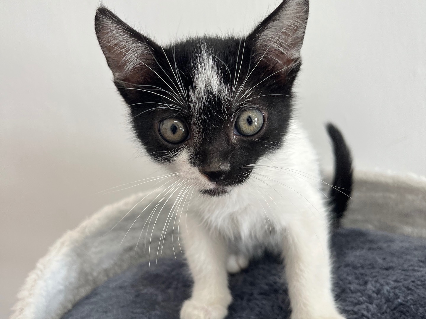 Adotta un gatto, taglia non valida, maschio, Potenza