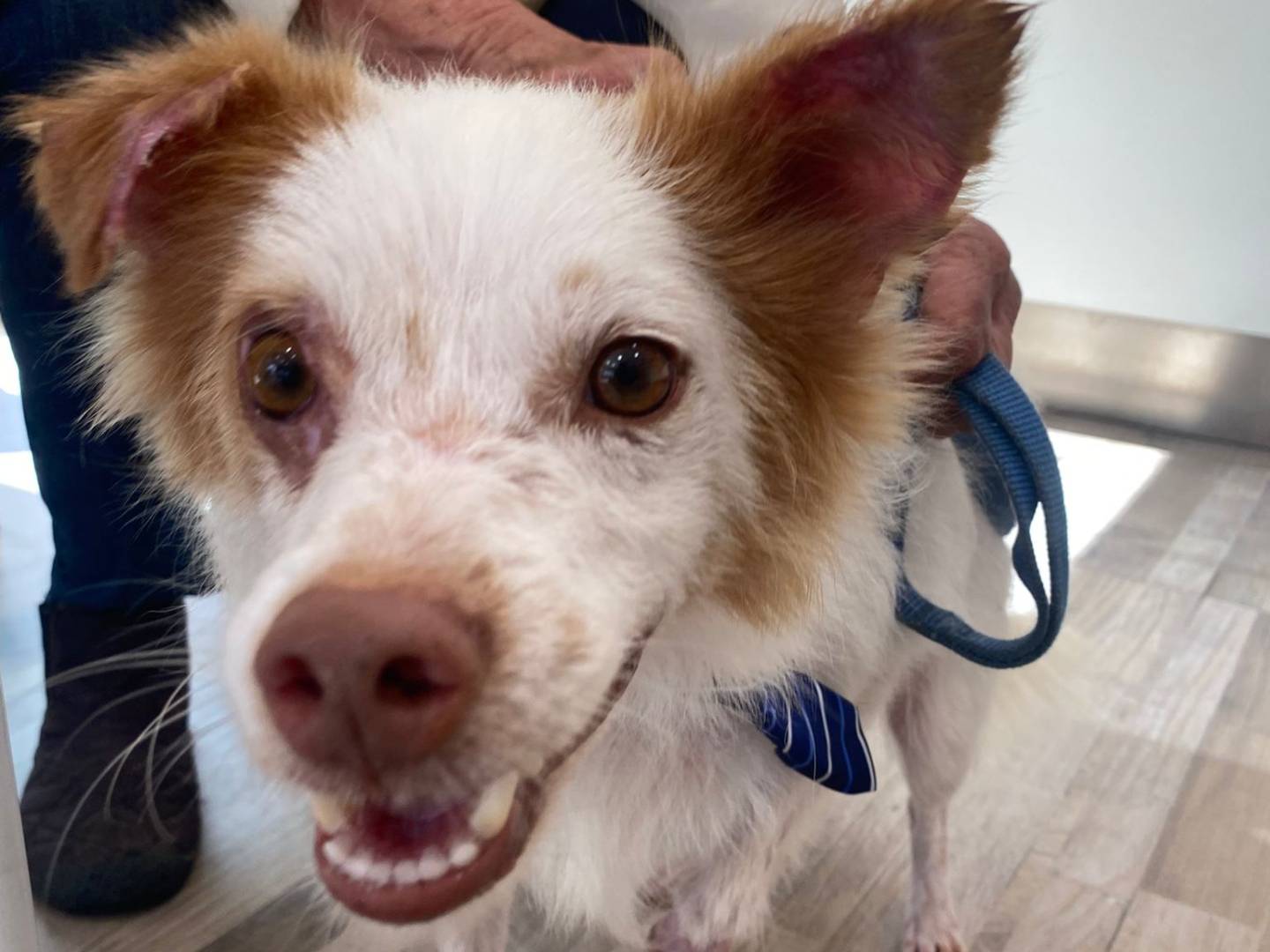Adozione cane, maschio, Razza sconosciuta Razza sconosciuta, 5 anni e 1 mese, taglia piccola, Pavia