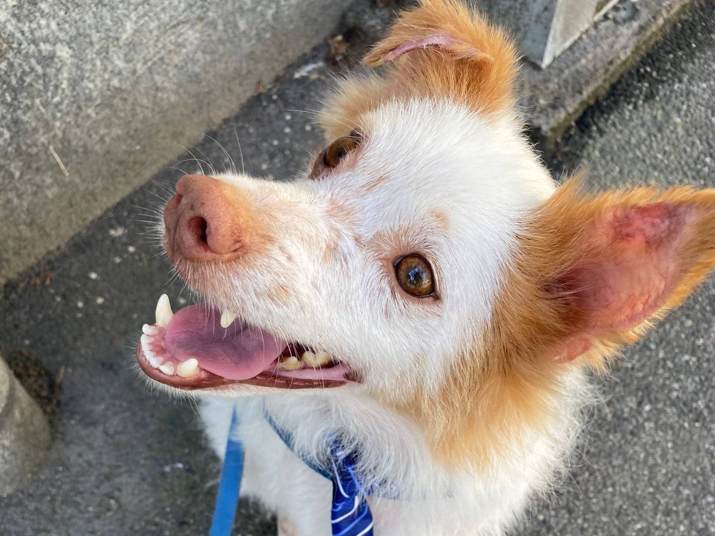Adotta un cane, maschio, 5 anni e 1 mese, Pavia