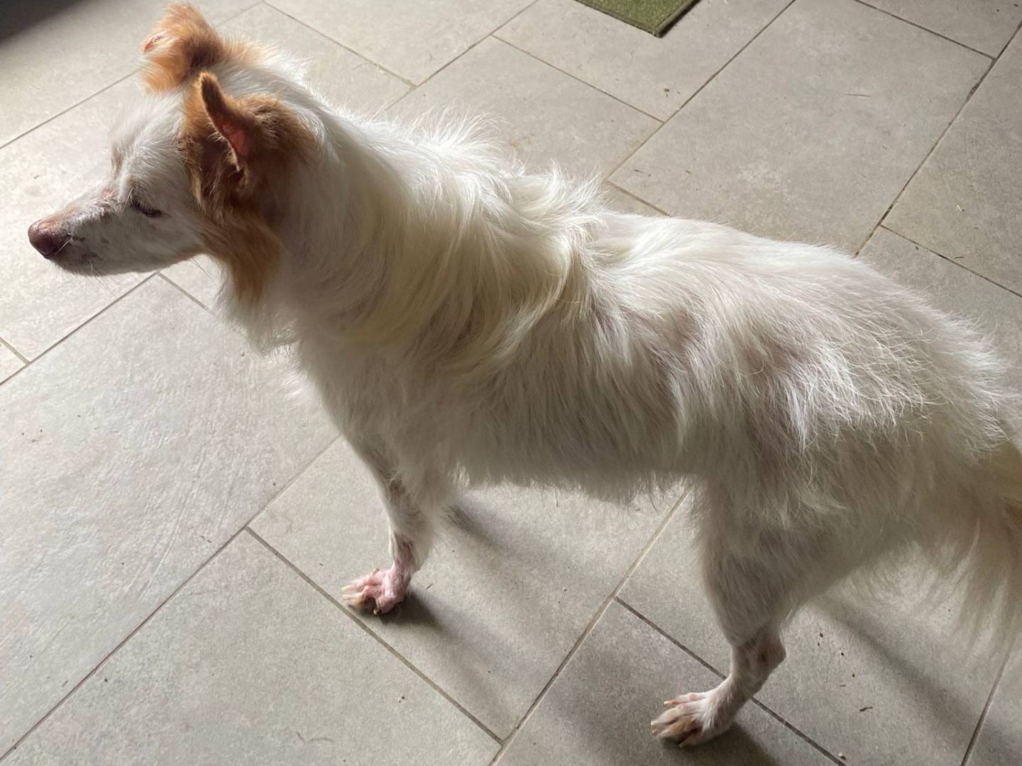 Adotta un cane, taglia piccola, maschio, Pavia