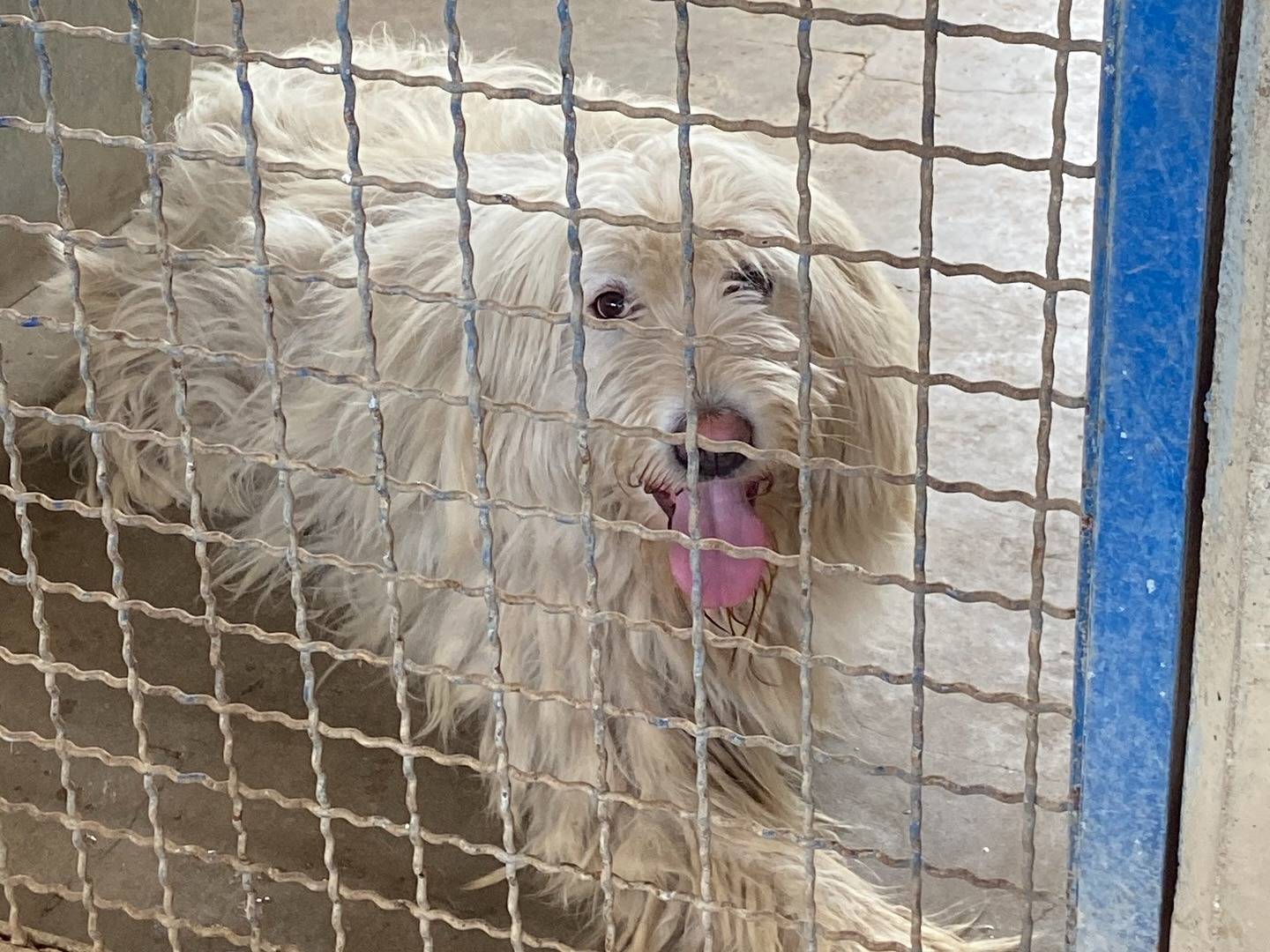 Adotta il cane ASIA a Firenze