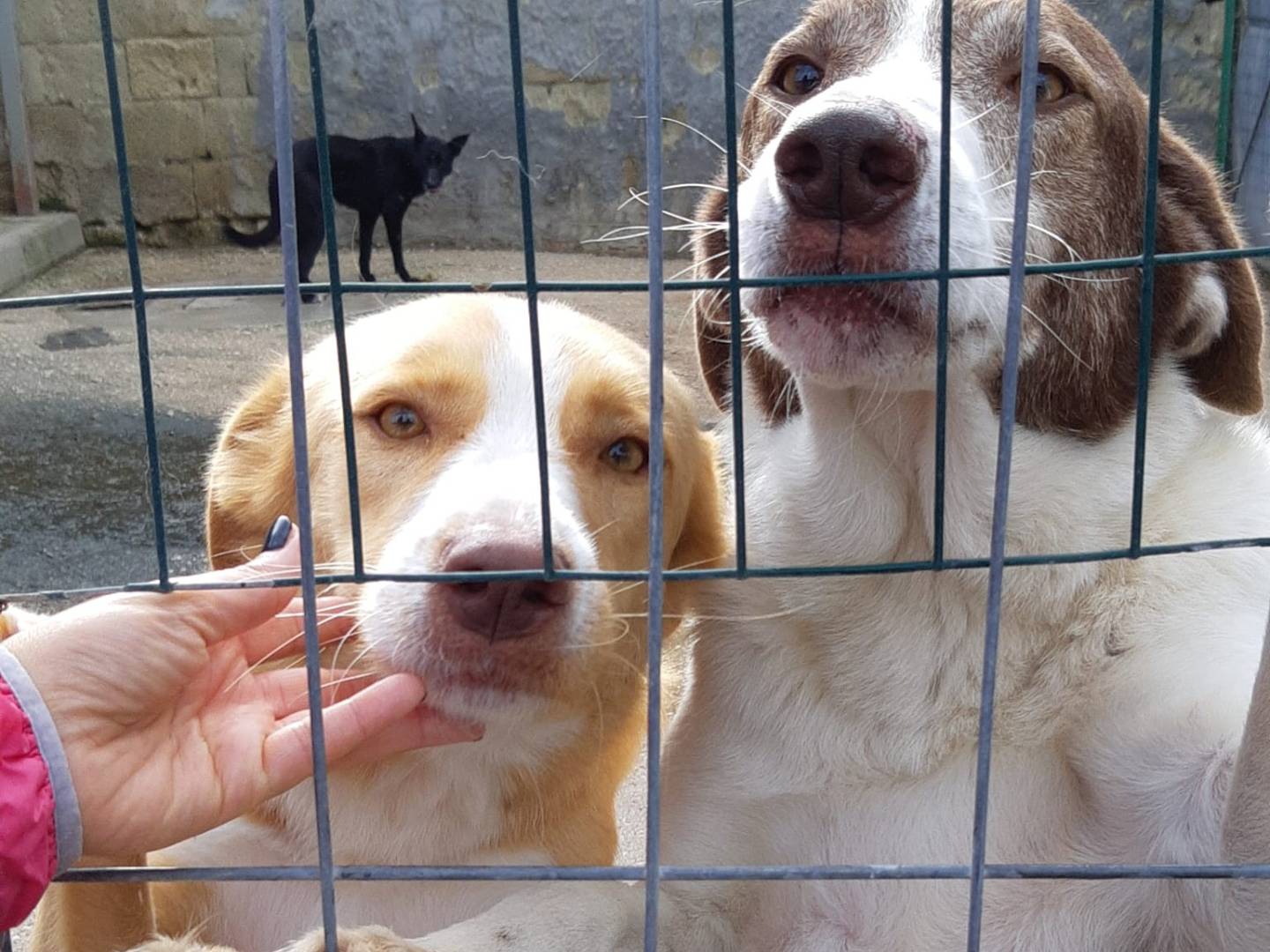 Adotta un cane, taglia media, maschio, Firenze
