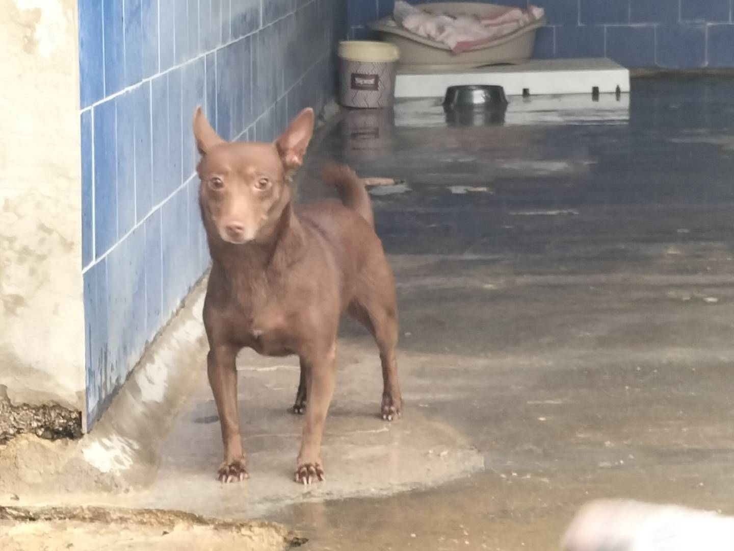 Adozione cane, femmina, Razza sconosciuta Razza sconosciuta, 5 anni e 3 mesi, taglia piccola, Bari