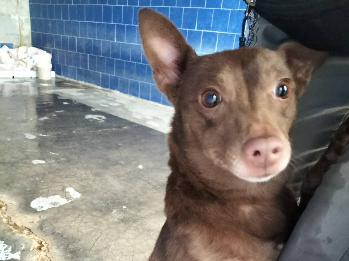 Adotta un cane, femmina, 5 anni e 3 mesi, Bari