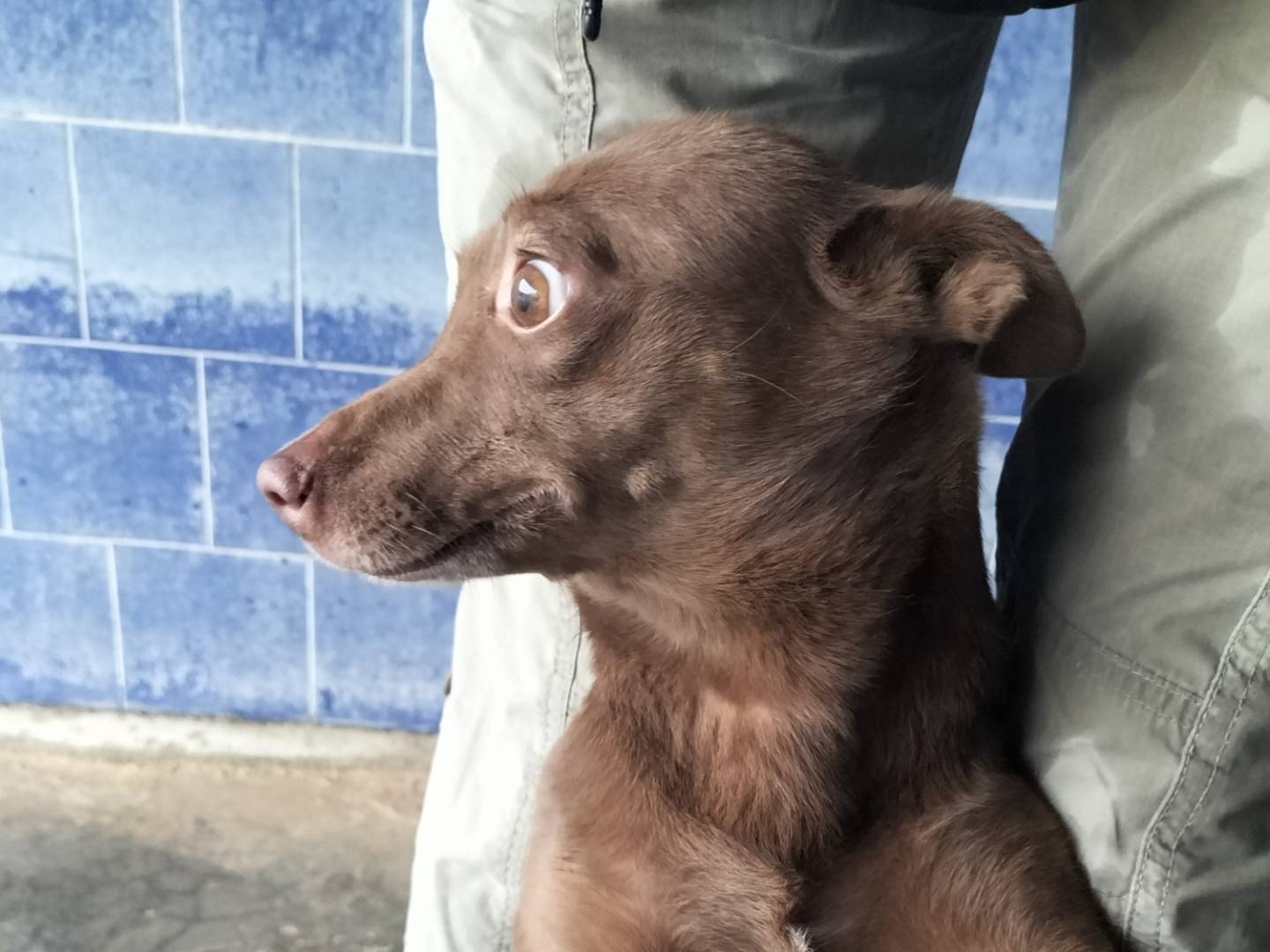 Adotta un cane, taglia piccola, femmina, Bari