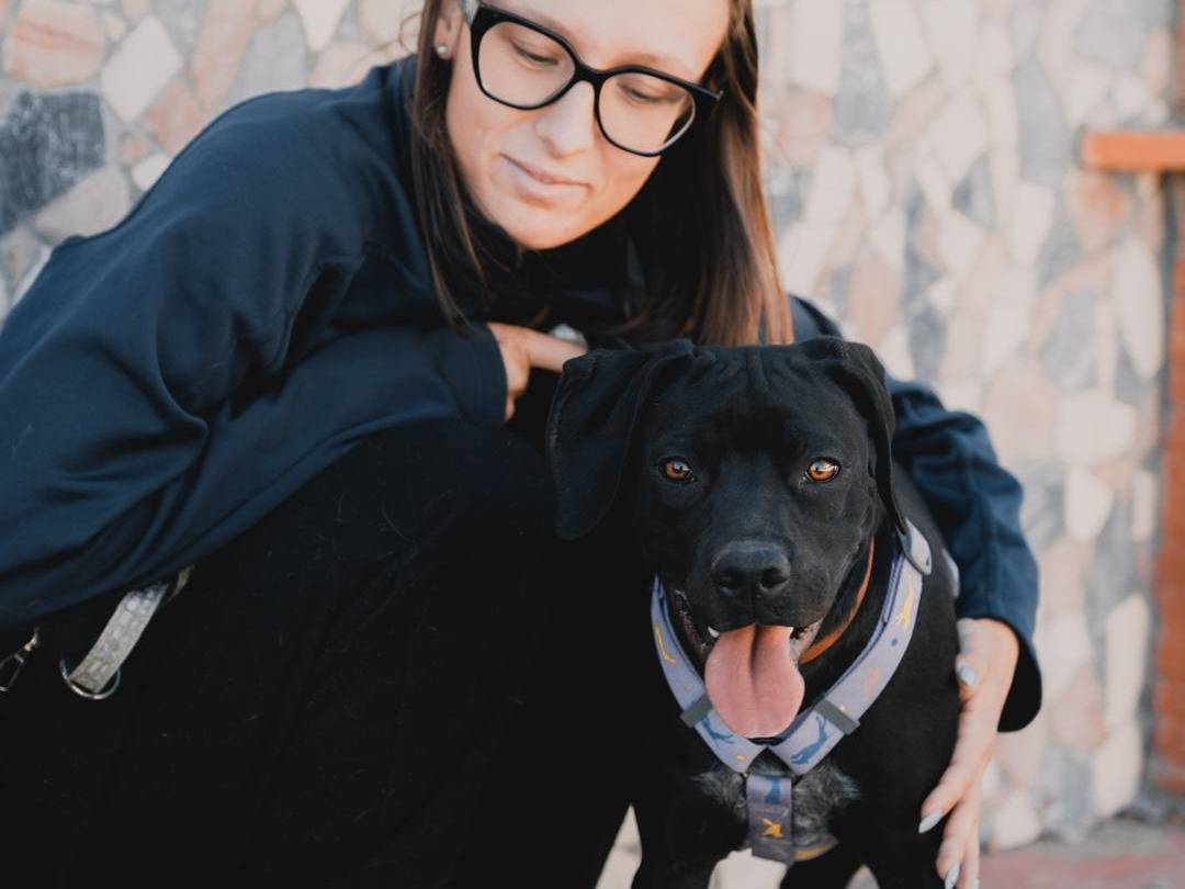 Vuoi adottare un cane a Caserta?