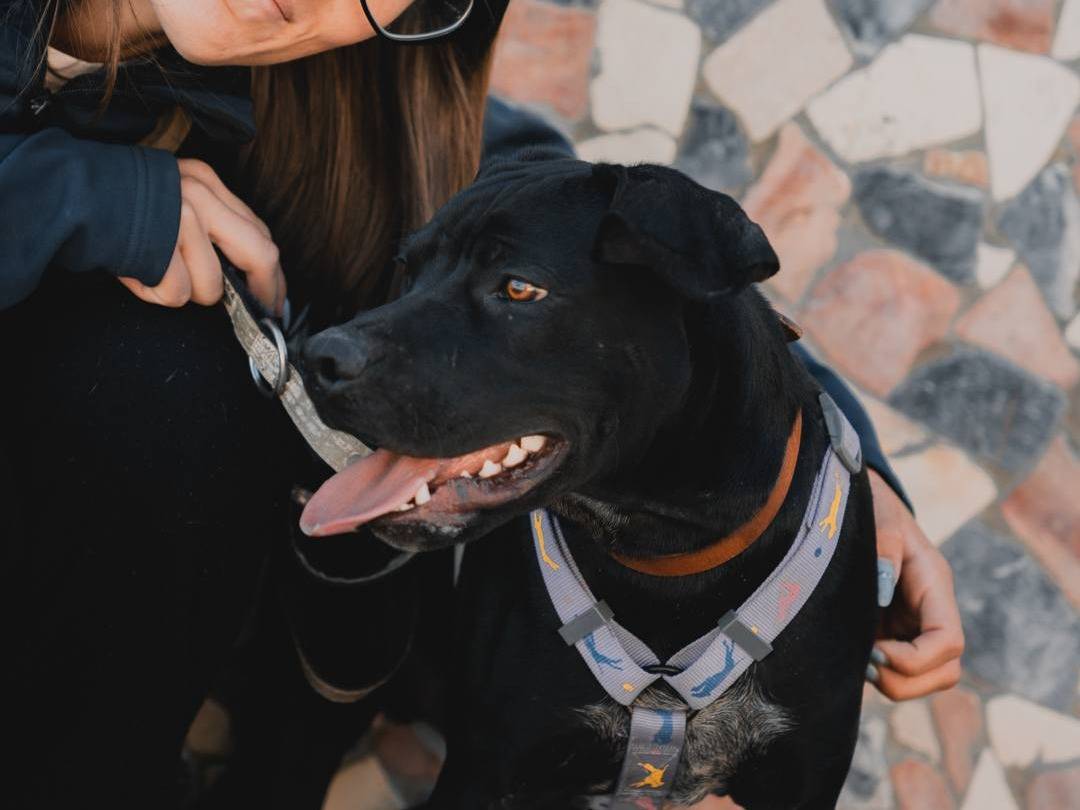 Adotta il cane MILO a Caserta