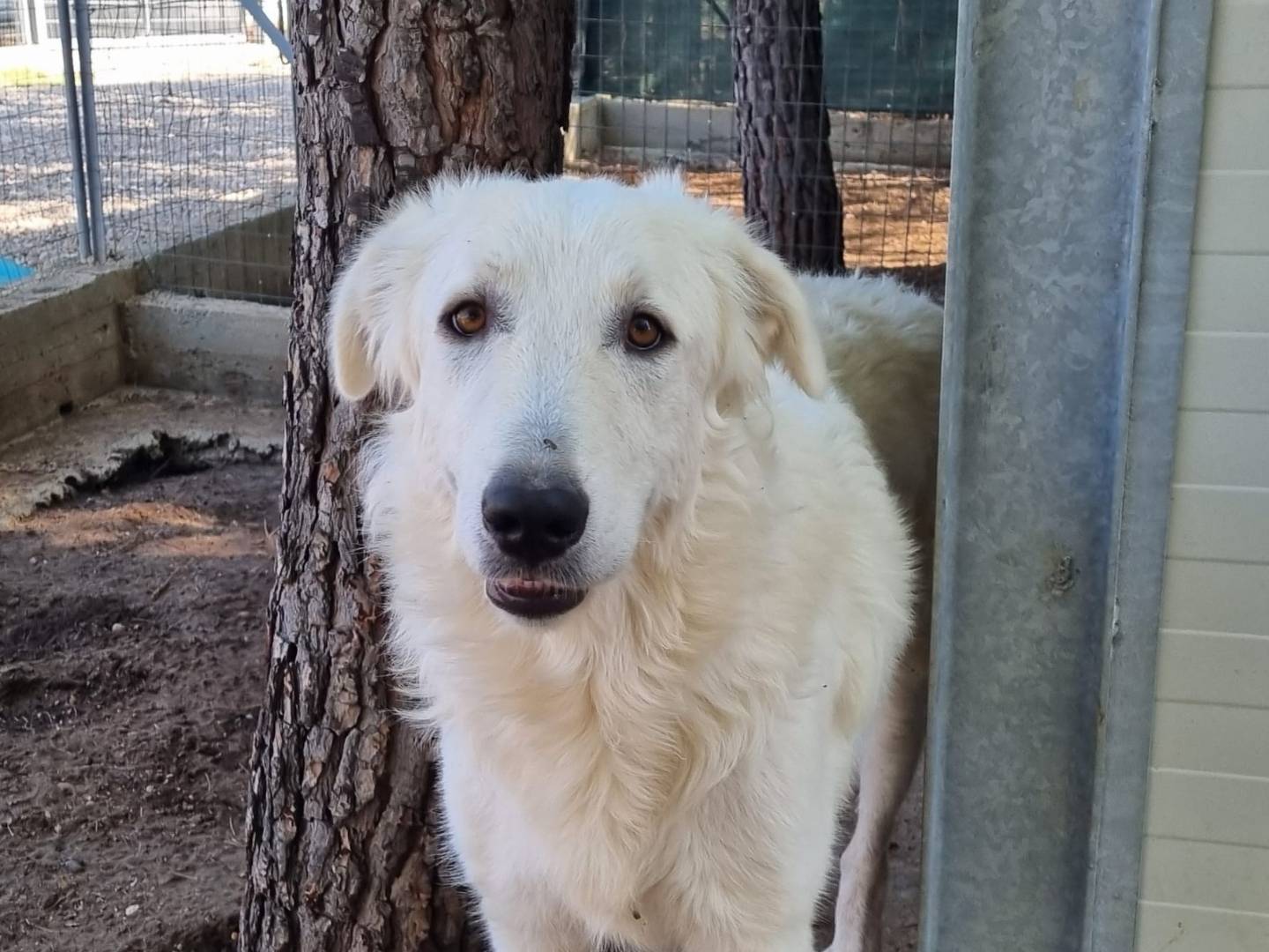 Adozione cane, maschio, Pastore maremmano Razza sconosciuta, 1 anno, taglia grande, Taranto