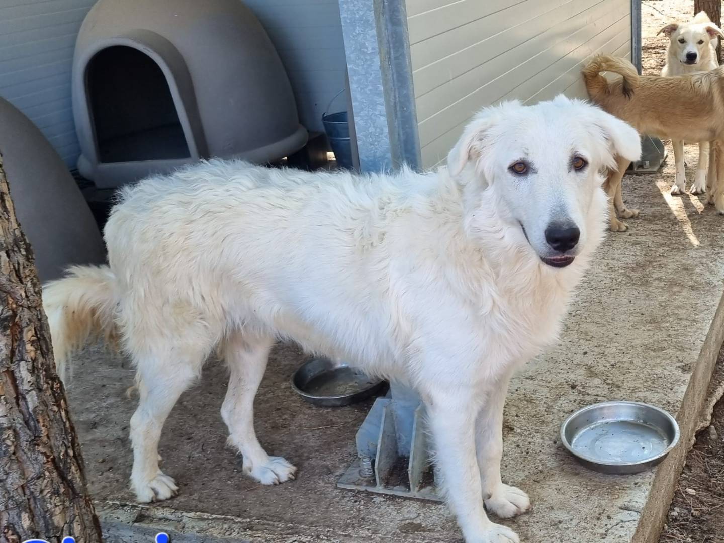 Adotta un cane, maschio, 1 anno, Taranto