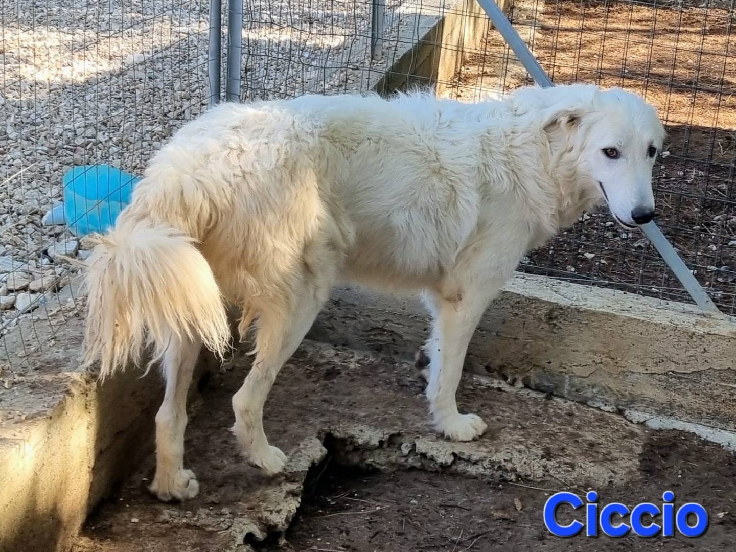 Adotta un cane, taglia grande, maschio, Taranto