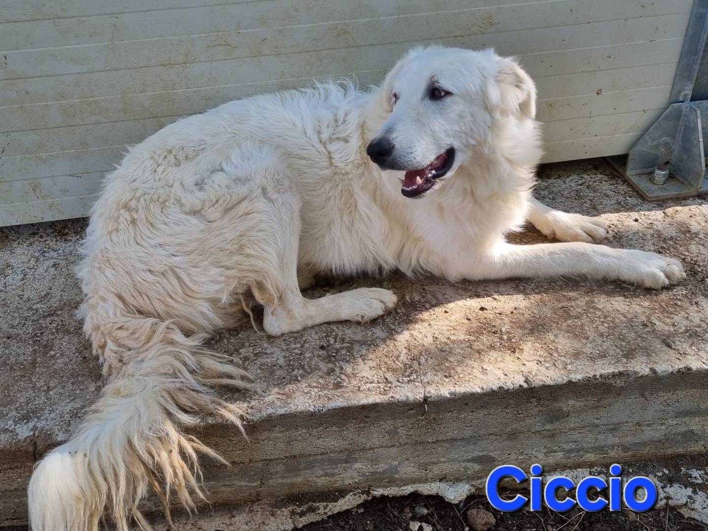 Vuoi adottare un cane a Taranto?