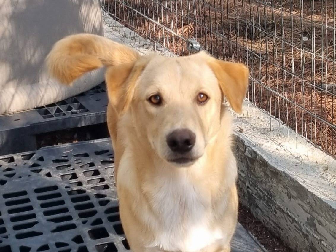 Adozione cane, maschio, Razza sconosciuta Razza sconosciuta, 8 mesi, taglia media contenuta, Taranto