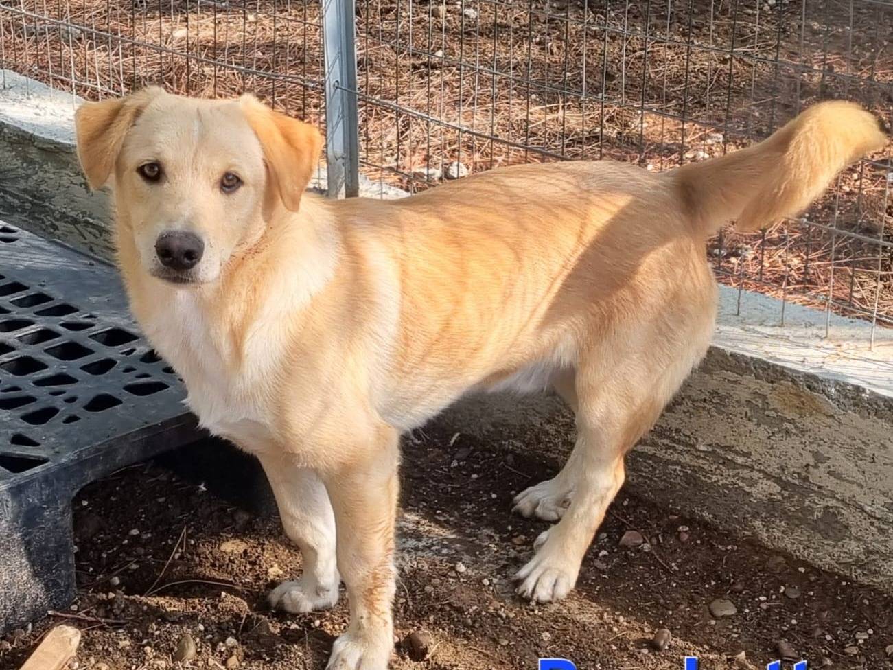 Adotta un cane, taglia media contenuta, maschio, Taranto