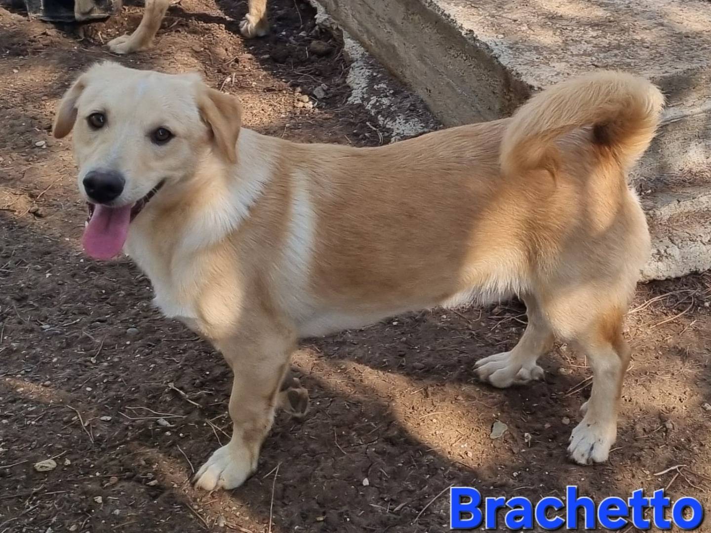 Adotta il cane Brachetto a Taranto