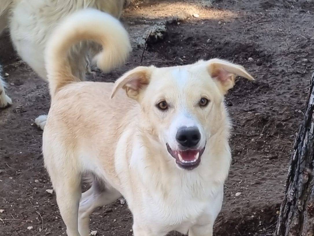 Adozione cane, maschio, Razza sconosciuta Razza sconosciuta, 8 mesi, taglia media contenuta, Taranto