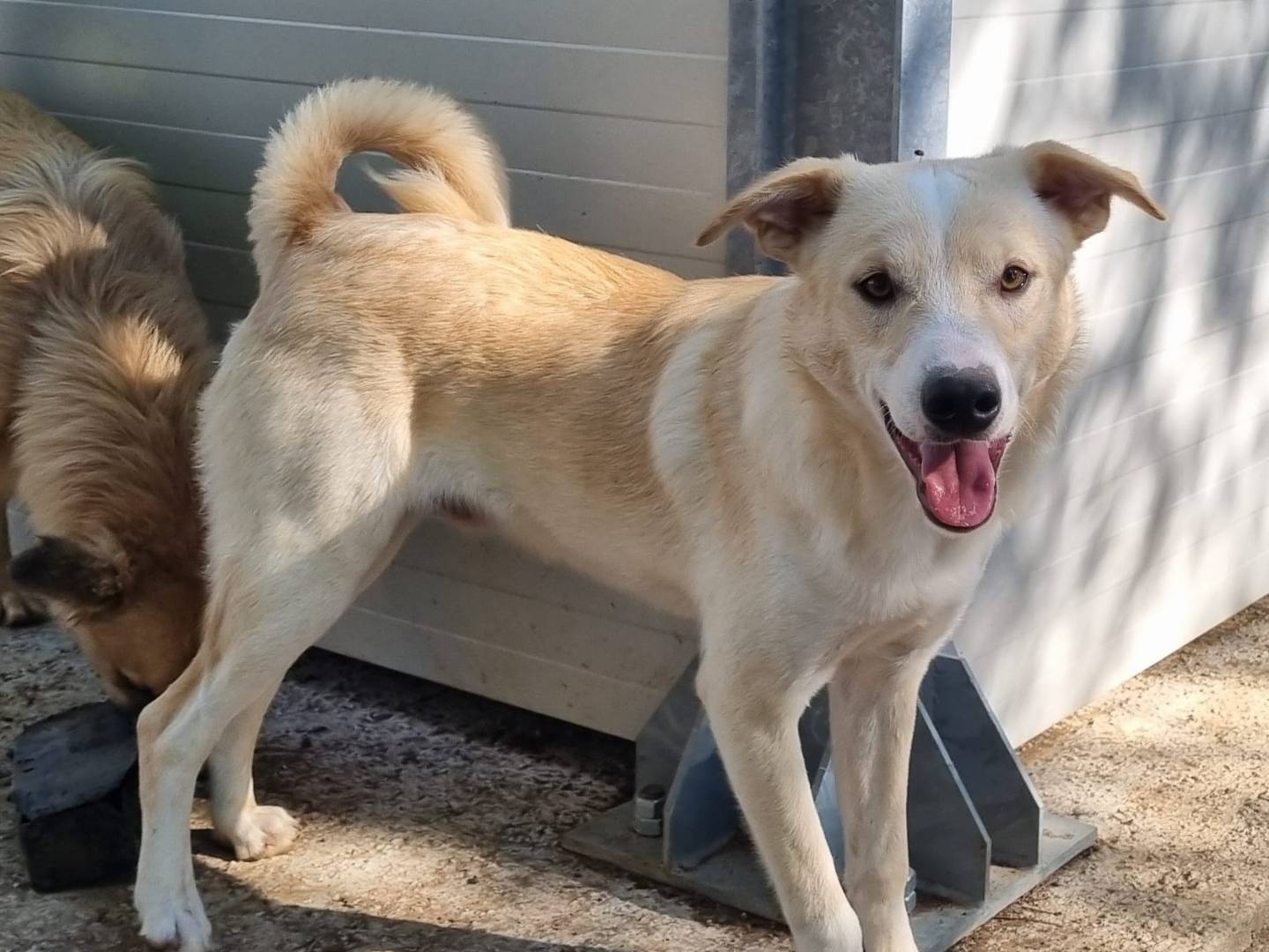 Adotta un cane, maschio, 8 mesi, Taranto