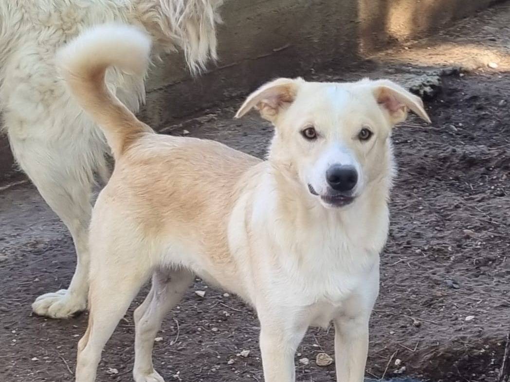 Adotta un cane, taglia media contenuta, maschio, Taranto