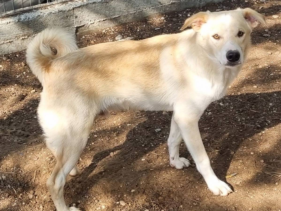 Vuoi adottare un cane a Taranto?
