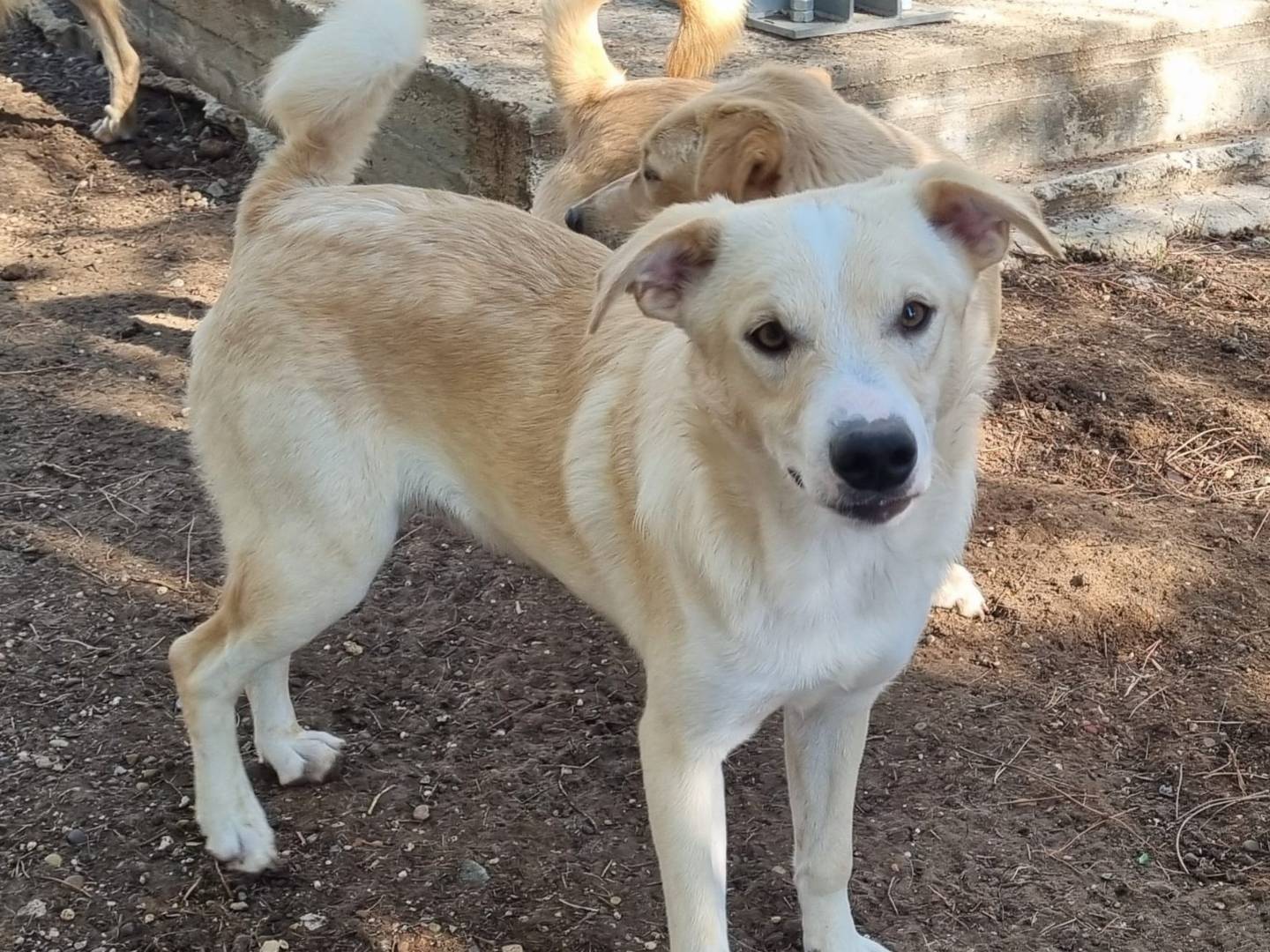 Adotta il cane Fragolino a Taranto