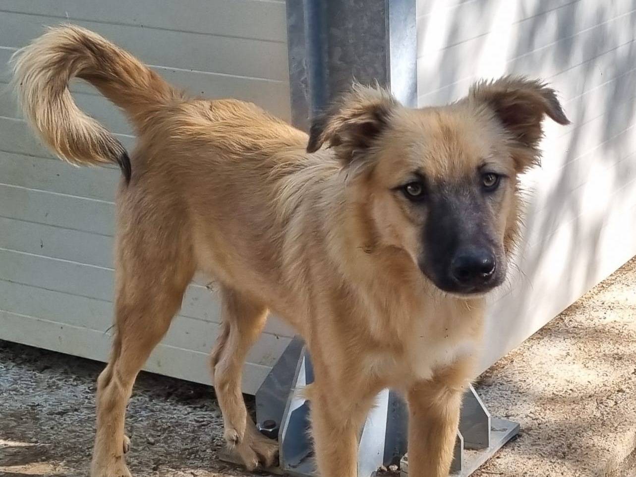 Adozione cane, maschio, Razza sconosciuta Razza sconosciuta, 8 mesi, taglia media contenuta, Taranto