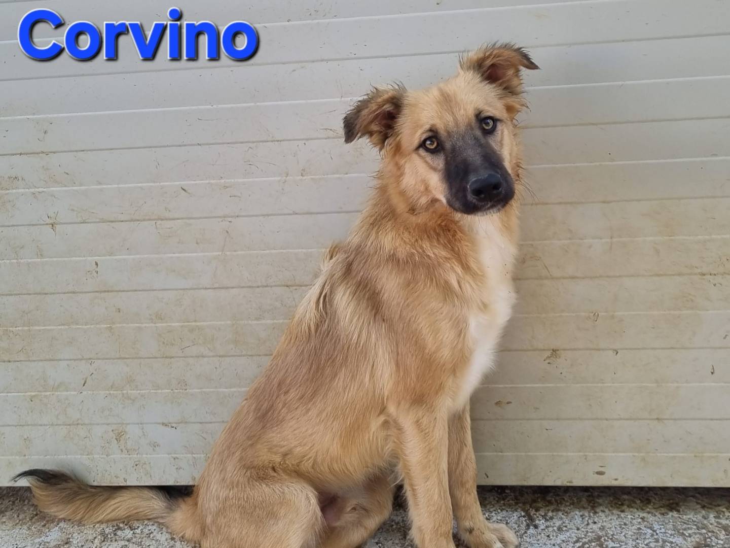 Adotta un cane, maschio, 8 mesi, Taranto