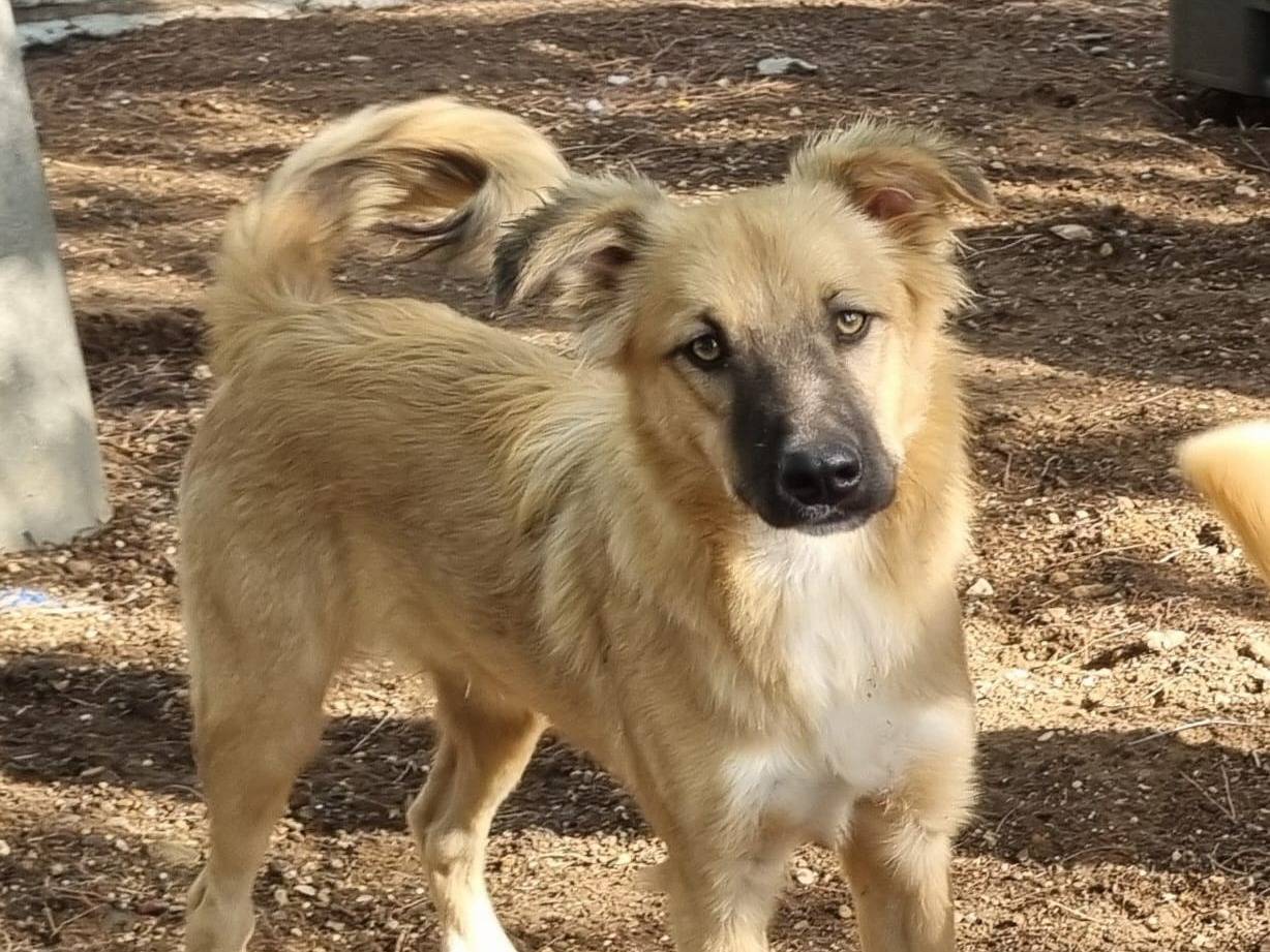 Adotta un cane, taglia media contenuta, maschio, Taranto