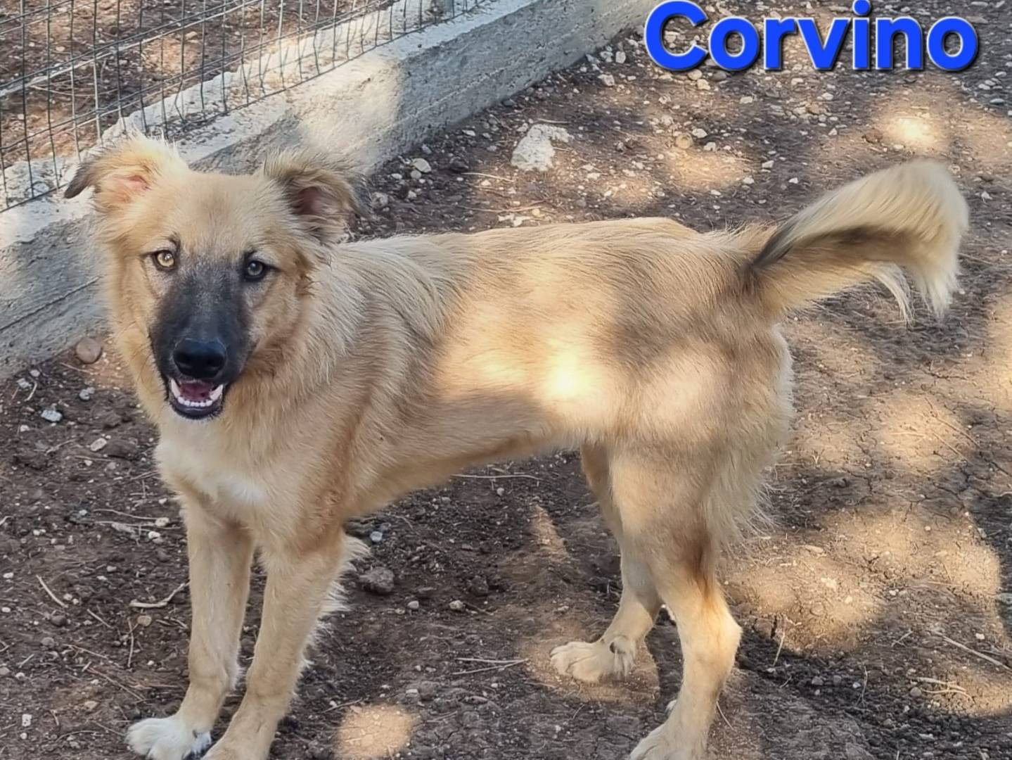 Vuoi adottare un cane a Taranto?