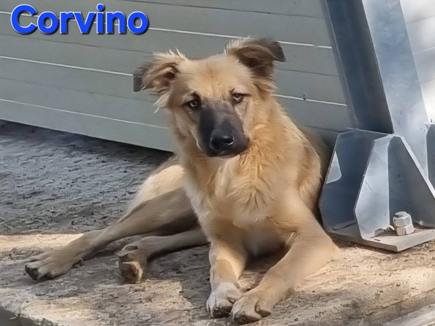 Adotta il cane Corvino a Taranto