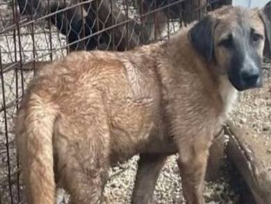 Adozione cane, femmina, Razza sconosciuta Razza sconosciuta, 5 mesi, taglia media, Foggia