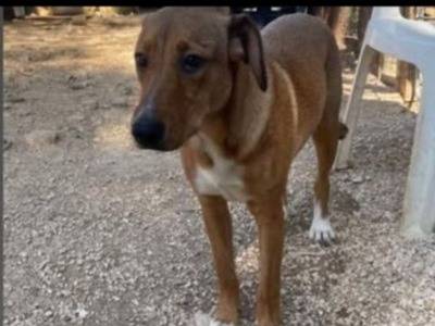 Adotta un cane, taglia media, femmina, Foggia