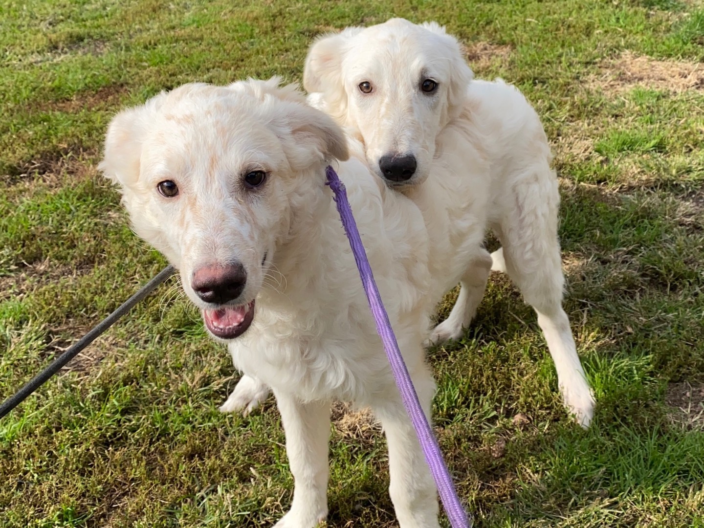 Adotta un cane, femmina, 3 mesi, Varese