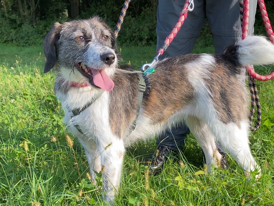 Adozione cane, femmina, Razza sconosciuta Razza sconosciuta, 5 anni e 3 mesi, taglia media, Varese