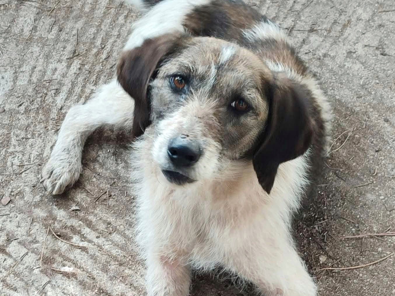 Adotta un cane, femmina, 5 anni e 3 mesi, Varese