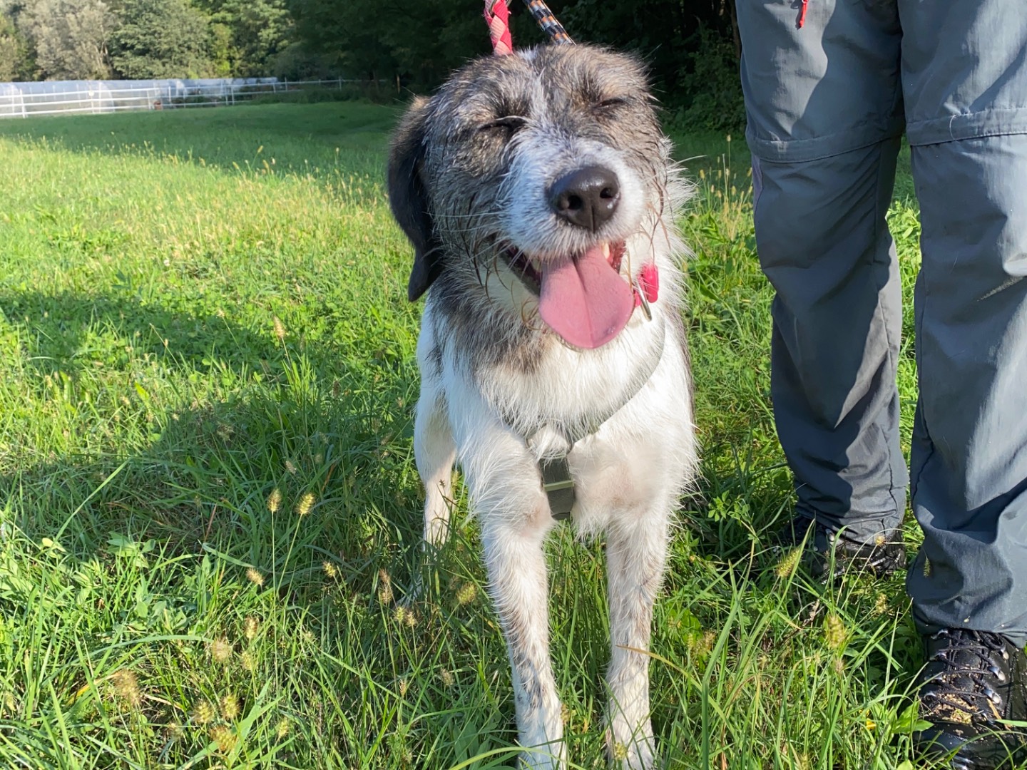 Adotta un cane, taglia media, femmina, Varese