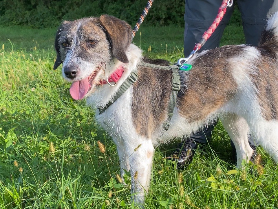 Vuoi adottare un cane a Varese?