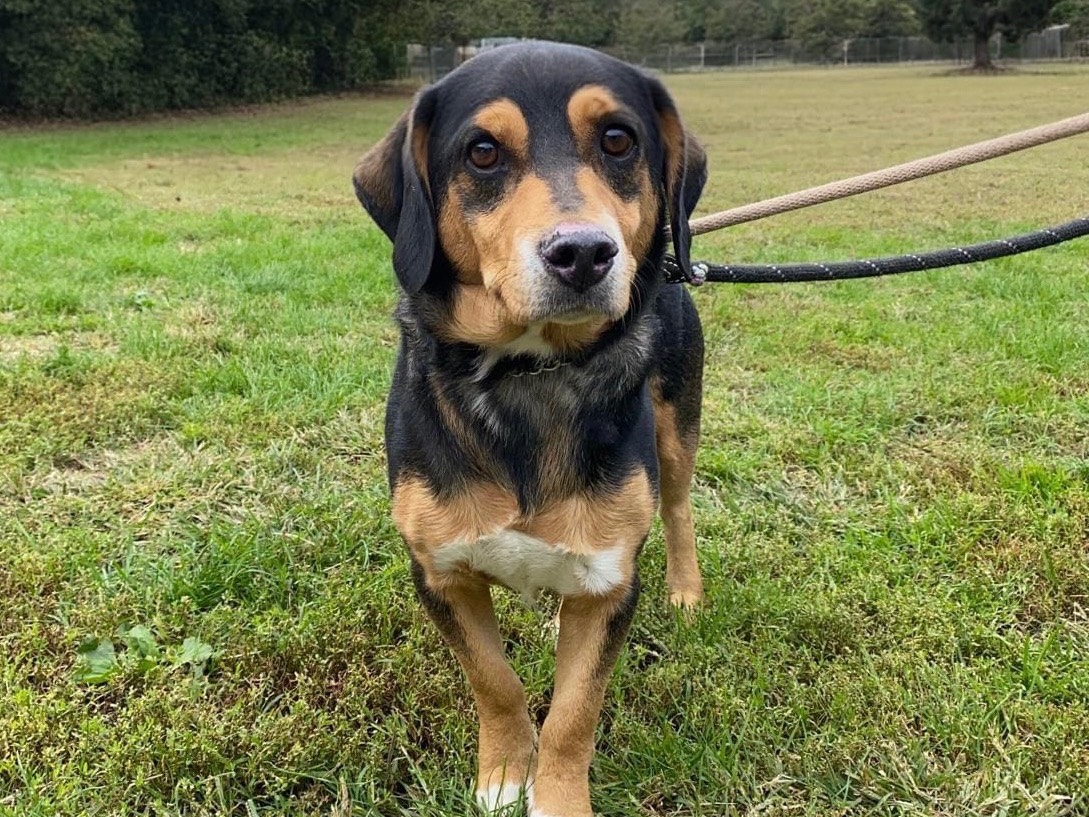 Adozione cane, maschio, Razza sconosciuta Razza sconosciuta, 2 anni e 4 mesi, taglia media, Varese