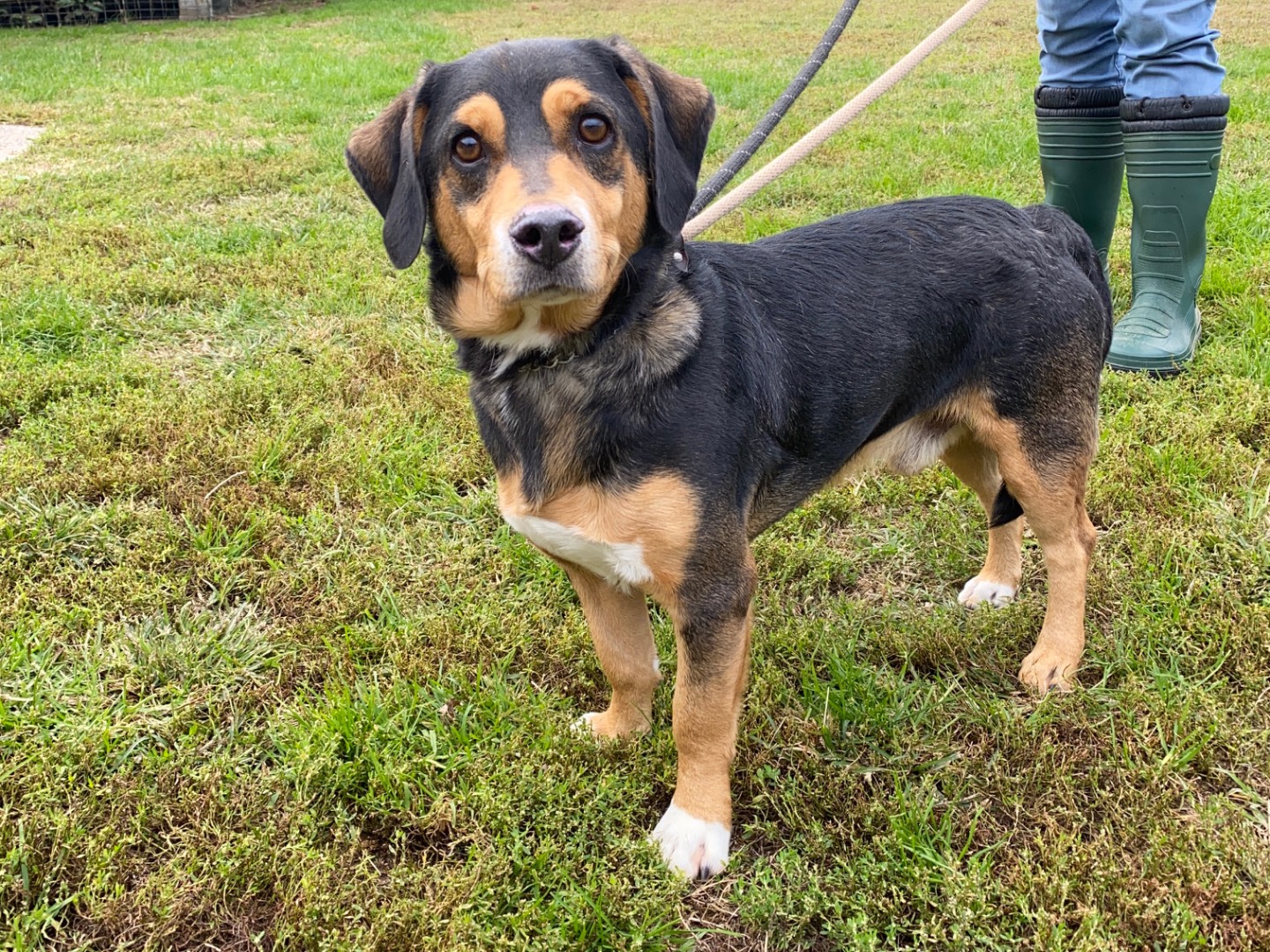 Adotta un cane, maschio, 2 anni e 4 mesi, Varese