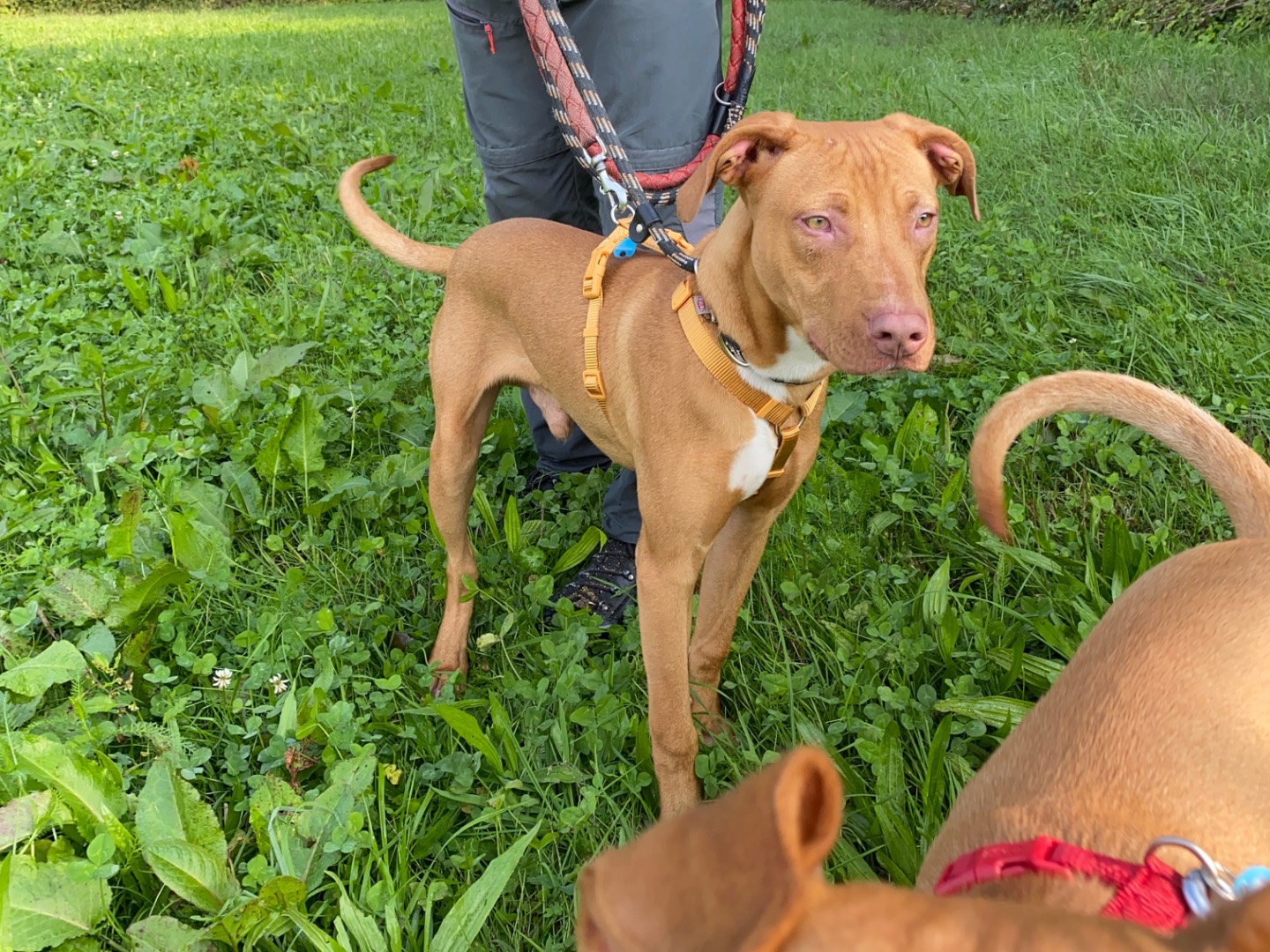 Adotta un cane, maschio, 4 mesi, Varese