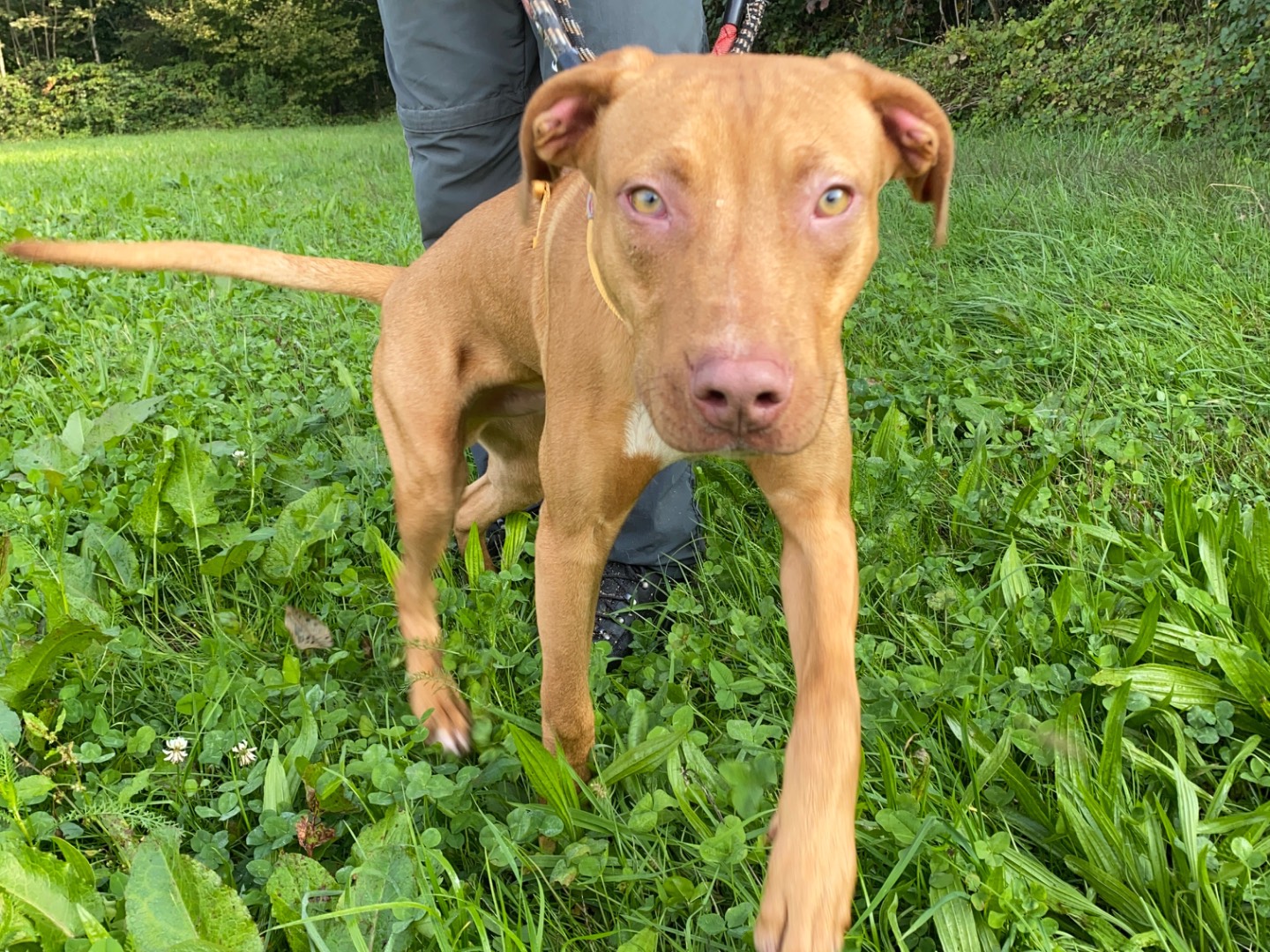 Adotta un cane, taglia media, maschio, Varese